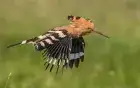 Hoopoe Aswan — distinctive crested bird commonly seen on the Aswan birding tour